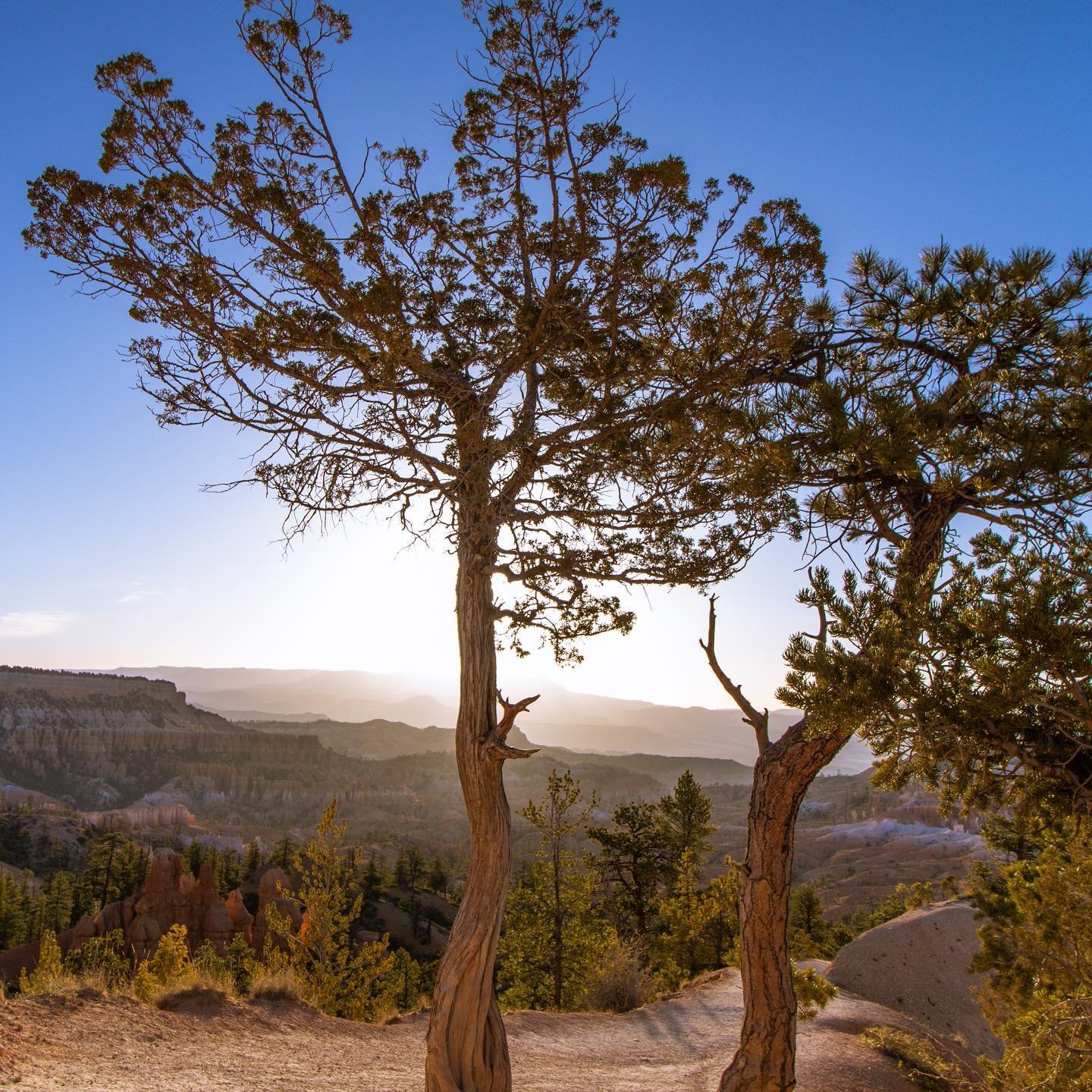 Love the trees until leaves fall off, then encourage them to try again next year. 🍃
•
•
•
#grandcanyon #usa #horseshoebend #nevada #arizona #utah #lasvegas #landscape #sunset #lake #colorado #river #rock #brycecanyon #canyon #photography #canon #sunrise #sunset #colorado #blog #photographer